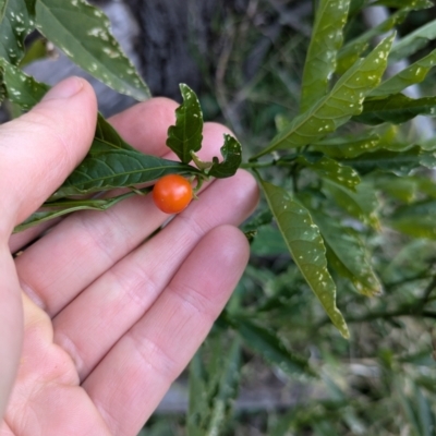 Solanum pseudocapsicum (Jerusalem Cherry, Madeira Cherry) at Mount Ainslie - 22 Jun 2024 by WalterEgo