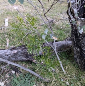 Solanum pseudocapsicum at Mount Ainslie - 22 Jun 2024 04:19 PM