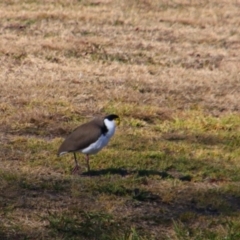 Vanellus miles (Masked Lapwing) at Stanthorpe, QLD - 22 Jun 2024 by MB