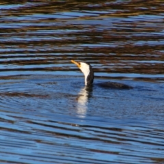 Microcarbo melanoleucos (Little Pied Cormorant) at Stanthorpe, QLD - 22 Jun 2024 by MB