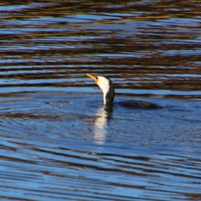 Microcarbo melanoleucos (Little Pied Cormorant) at Stanthorpe, QLD - 22 Jun 2024 by MB
