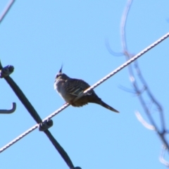 Ocyphaps lophotes (Crested Pigeon) at Stanthorpe, QLD - 22 Jun 2024 by MB