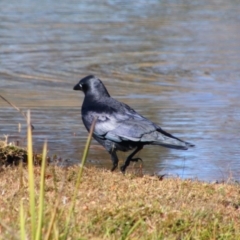 Corvus orru (Torresian Crow) at Stanthorpe, QLD - 22 Jun 2024 by MB