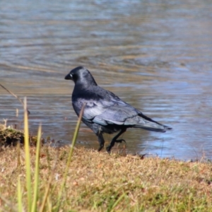 Corvus orru at Stanthorpe, QLD - 22 Jun 2024