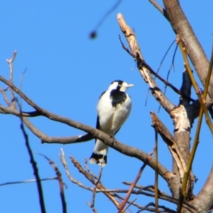 Grallina cyanoleuca at Stanthorpe, QLD - 22 Jun 2024 01:37 PM