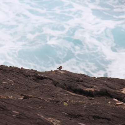 Hirundo neoxena (Welcome Swallow) at Green Cape, NSW - 26 Jan 2019 by JimL