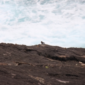 Hirundo neoxena at Green Cape, NSW - 26 Jan 2019 12:44 PM
