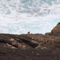 Hirundo neoxena at Green Cape, NSW - 26 Jan 2019 12:44 PM