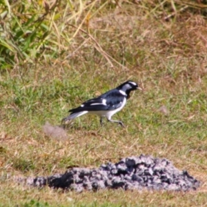 Grallina cyanoleuca at Texas, QLD - 22 Jun 2024 10:21 AM