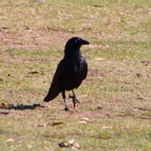Corvus orru at Texas, QLD - 22 Jun 2024