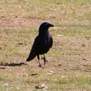 Corvus orru at Texas, QLD - 22 Jun 2024 10:21 AM