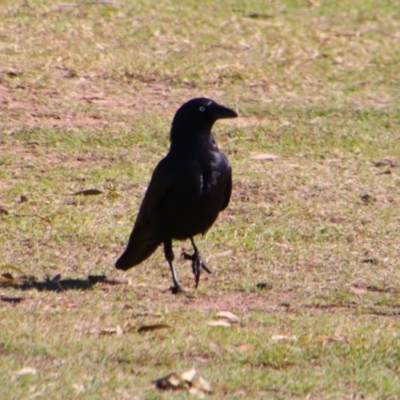 Corvus orru (Torresian Crow) at Texas, QLD - 22 Jun 2024 by MB
