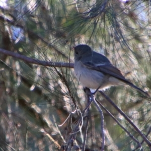 Pachycephala pectoralis at Texas, QLD - 22 Jun 2024 10:16 AM