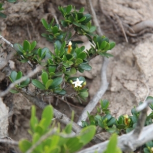 Alyxia buxifolia at Beowa National Park - 26 Jan 2019 12:49 PM