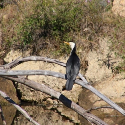 Microcarbo melanoleucos (Little Pied Cormorant) at Texas, QLD - 22 Jun 2024 by MB