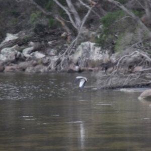 Vanellus miles at Ben Boyd National Park - 27 Jan 2019