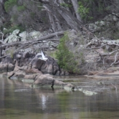 Vanellus miles at Ben Boyd National Park - 27 Jan 2019 03:47 PM