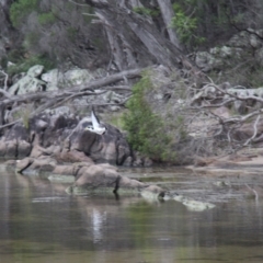 Vanellus miles at Beowa National Park - 27 Jan 2019 03:47 PM