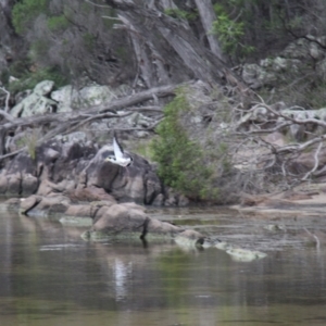 Vanellus miles at Ben Boyd National Park - 27 Jan 2019