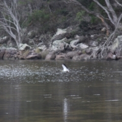 Vanellus miles at Ben Boyd National Park - 27 Jan 2019 03:47 PM