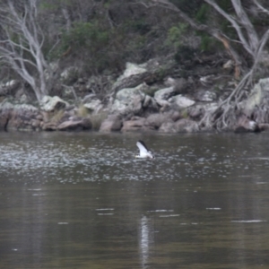 Vanellus miles at Ben Boyd National Park - 27 Jan 2019