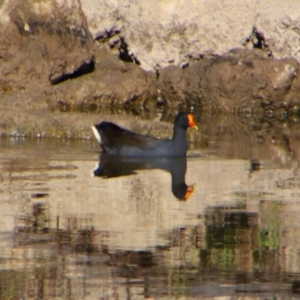 Gallinula tenebrosa at Texas, QLD - 22 Jun 2024