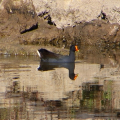 Gallinula tenebrosa (Dusky Moorhen) at Texas, QLD - 22 Jun 2024 by MB