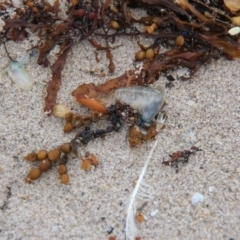 Physalia physalis at Green Cape, NSW - 27 Jan 2019 by JimL