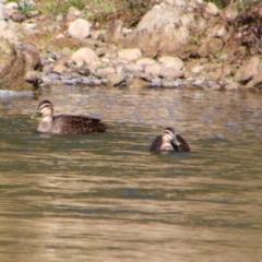 Anas superciliosa (Pacific Black Duck) at Texas, QLD - 22 Jun 2024 by MB