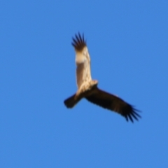 Haliastur sphenurus (Whistling Kite) at Texas, QLD - 22 Jun 2024 by MB