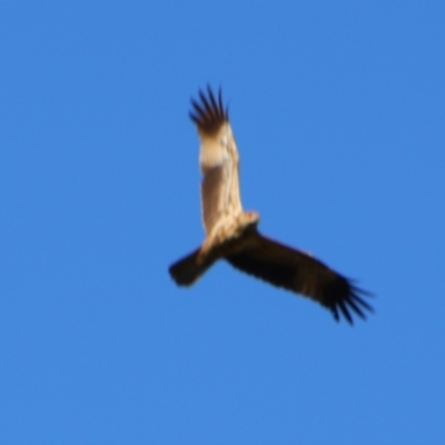 Haliastur sphenurus (Whistling Kite) at Texas, QLD - 22 Jun 2024 by MB