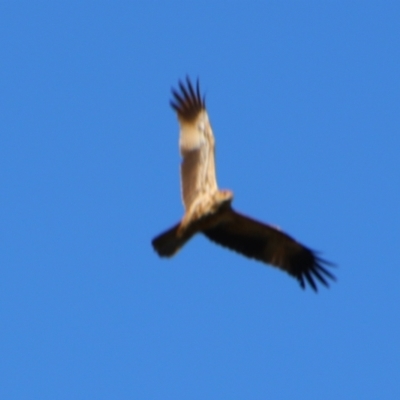 Haliastur sphenurus (Whistling Kite) at Texas, QLD - 22 Jun 2024 by MB