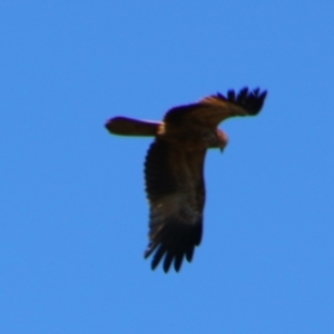 Haliastur sphenurus at Texas, QLD - 22 Jun 2024