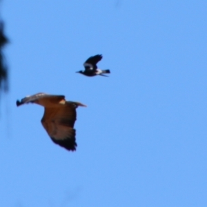 Gymnorhina tibicen at Texas, QLD - 22 Jun 2024