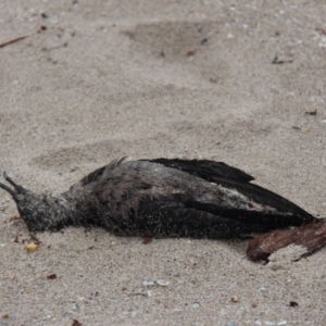 Ardenna tenuirostris at Green Cape, NSW - 27 Jan 2019