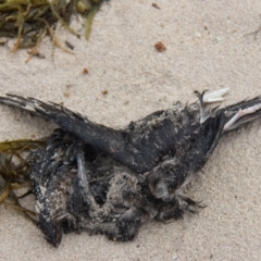 Ardenna tenuirostris at Green Cape, NSW - 27 Jan 2019