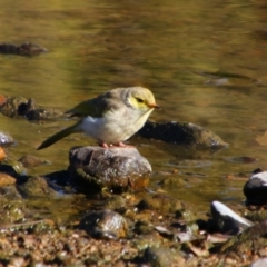 Ptilotula penicillata at Texas, QLD - 22 Jun 2024 09:59 AM