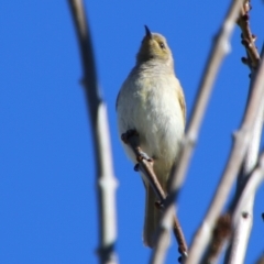 Lichmera indistincta (Brown Honeyeater) at Texas, QLD - 22 Jun 2024 by MB