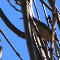 Lichmera indistincta at Texas, QLD - 22 Jun 2024