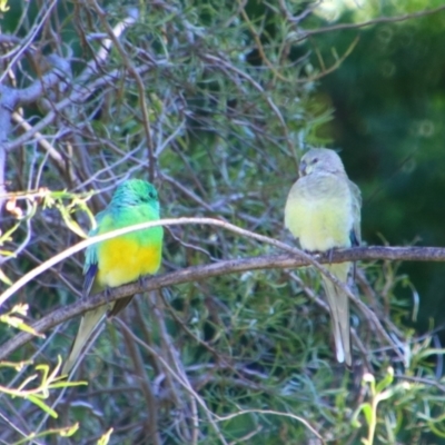 Psephotus haematonotus (Red-rumped Parrot) at Texas, QLD - 22 Jun 2024 by MB