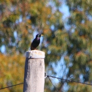 Sturnus vulgaris at Texas, QLD - 22 Jun 2024 11:23 AM