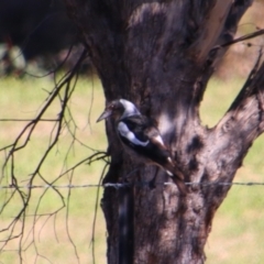 Gymnorhina tibicen (Australian Magpie) at Texas, QLD - 22 Jun 2024 by MB