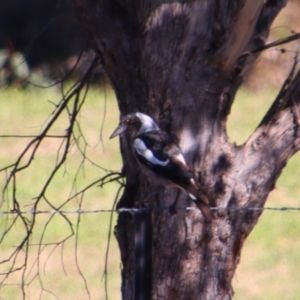 Gymnorhina tibicen at Texas, QLD - 22 Jun 2024