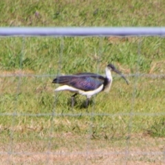 Threskiornis spinicollis (Straw-necked Ibis) at Texas, QLD - 22 Jun 2024 by MB