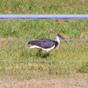 Threskiornis spinicollis at Texas, QLD - 22 Jun 2024