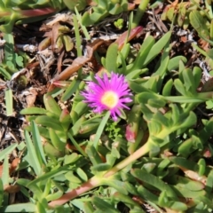 Carpobrotus glaucescens (Pigface) at Ben Boyd National Park - 25 Jan 2019 by JimL