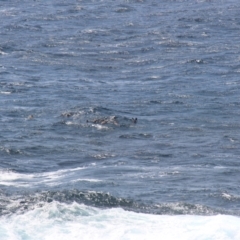 Arctocephalus pusillus doriferus (Australian Fur-seal) at Green Cape, NSW - 26 Jan 2019 by JimL