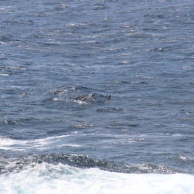 Arctocephalus pusillus doriferus (Australian Fur-seal) at Green Cape, NSW - 25 Jan 2019 by JimL