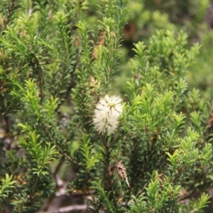 Melaleuca armillaris subsp. armillaris at Ben Boyd National Park - 26 Jan 2019