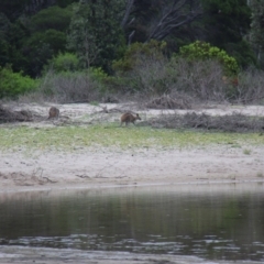 Notamacropus rufogriseus (Red-necked Wallaby) at Ben Boyd National Park - 27 Jan 2019 by JimL